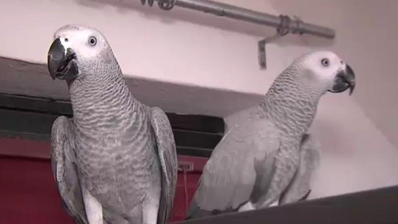 Allergie gegen Graupapageien hundkatzemaus Allergie gegen Graupapageien