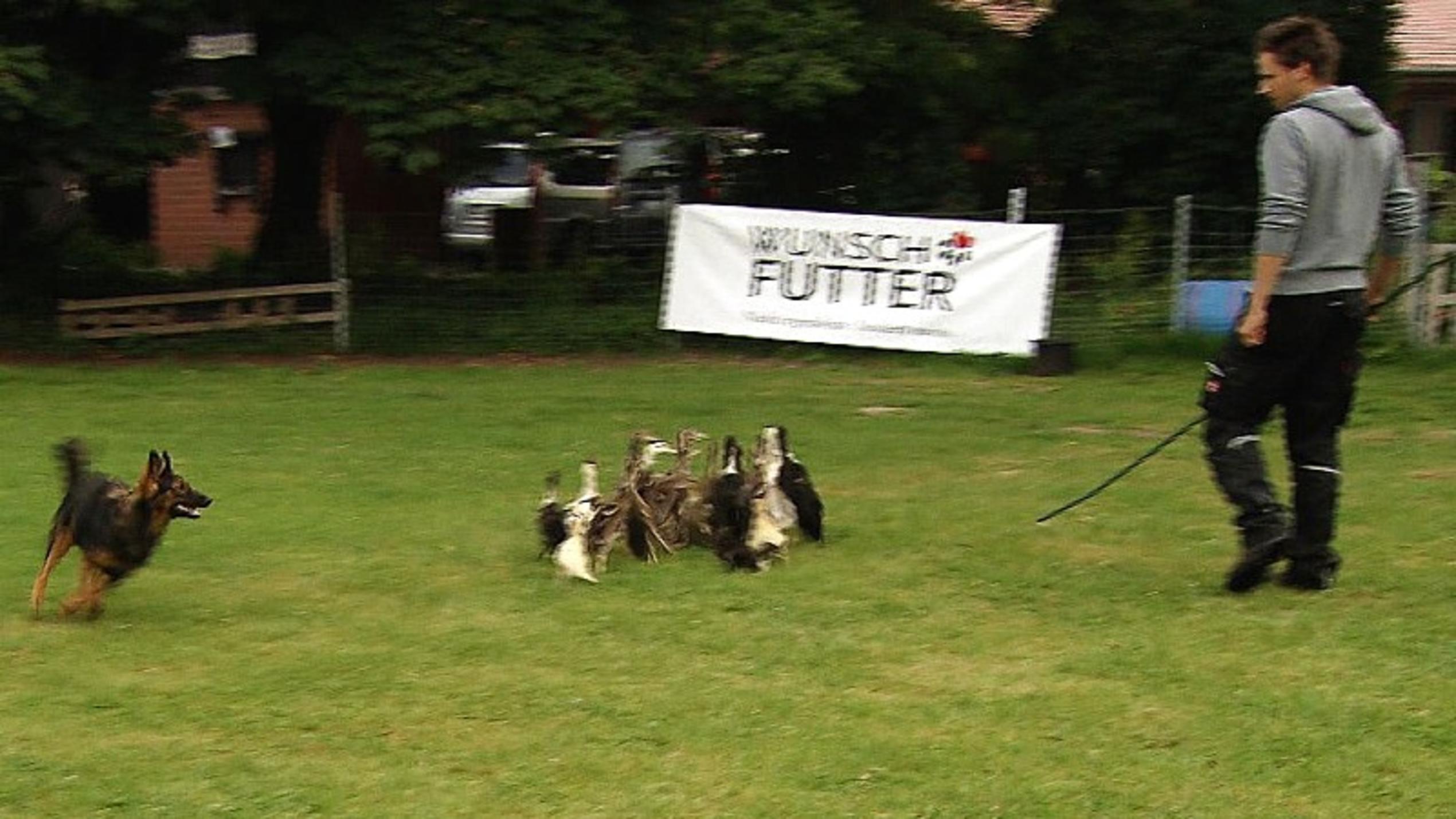 Vorschau Florian und die Harzer Füchsin Lou beim Training.