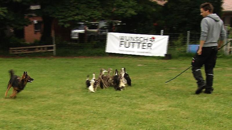 Vorschau Florian und die Harzer Füchsin Lou beim Training.