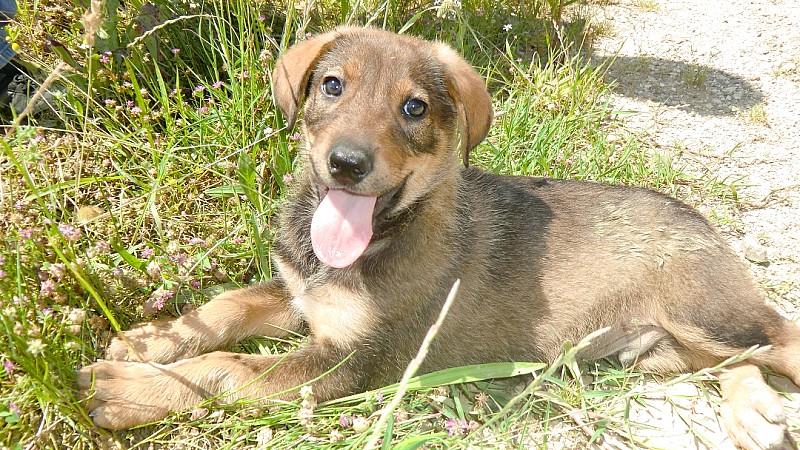 Frank Weber in Montenegro - Die Fortsetzung Frank Weber findet in Montenegro verwaiste Hundewelpen.
