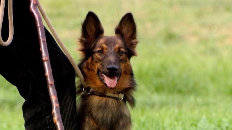 Mission Hütehund - Hier kommt Lou! hundkatzemaus Mission Hütehund - Hier kommt Lou