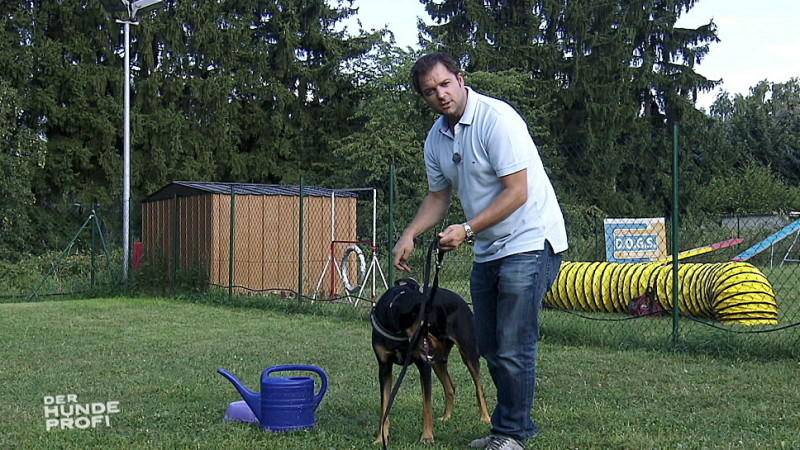 Der Hundeprofi schickt Mischling Tyson auf den Fußballplatz Hundeprofi Martin Rütter und Leo
