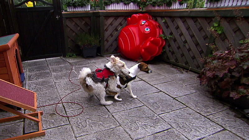 Terrier Leo bekommt Gesellschaft aus dem Tierheim Hundeprofi Martin Rütter: Fall "Leo"