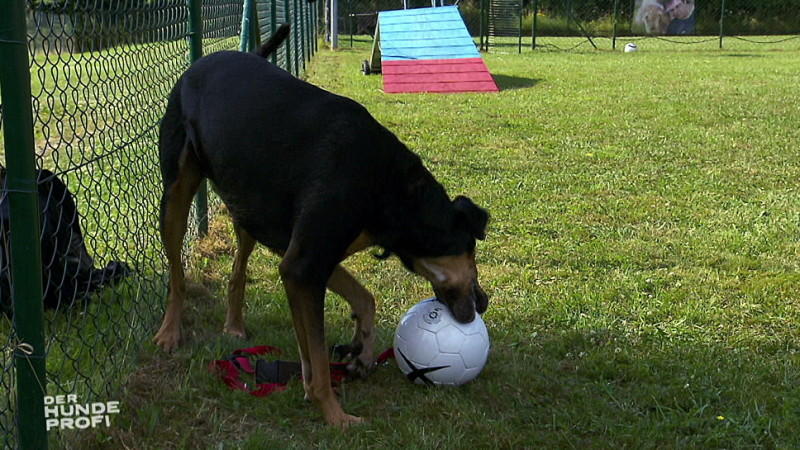 Hundeprofi Martin Rütter und Balljunkie Tyson Ein Fall für Hundeprofi Martin Rütter: Mischling Tyson