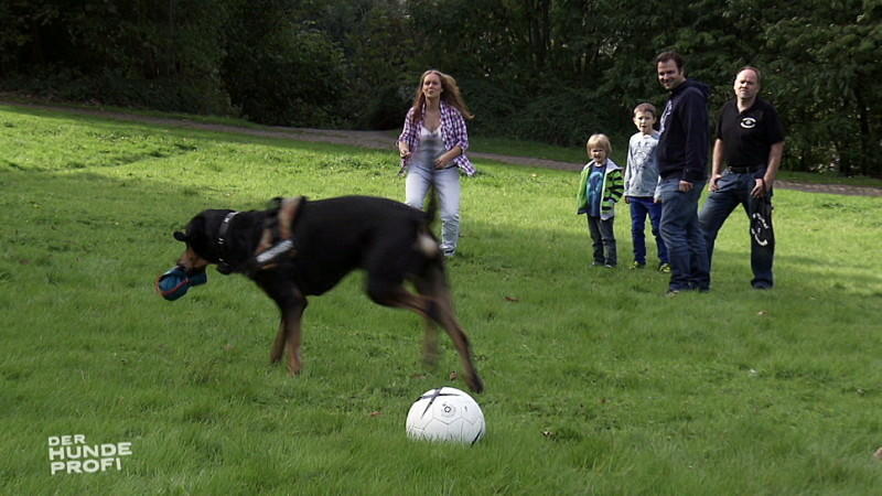Balljunkie Tyson: Jetzt will Martin Rütter Ergebnisse sehen! Hundeprofi Martin Rütter trainiert mit Tyson