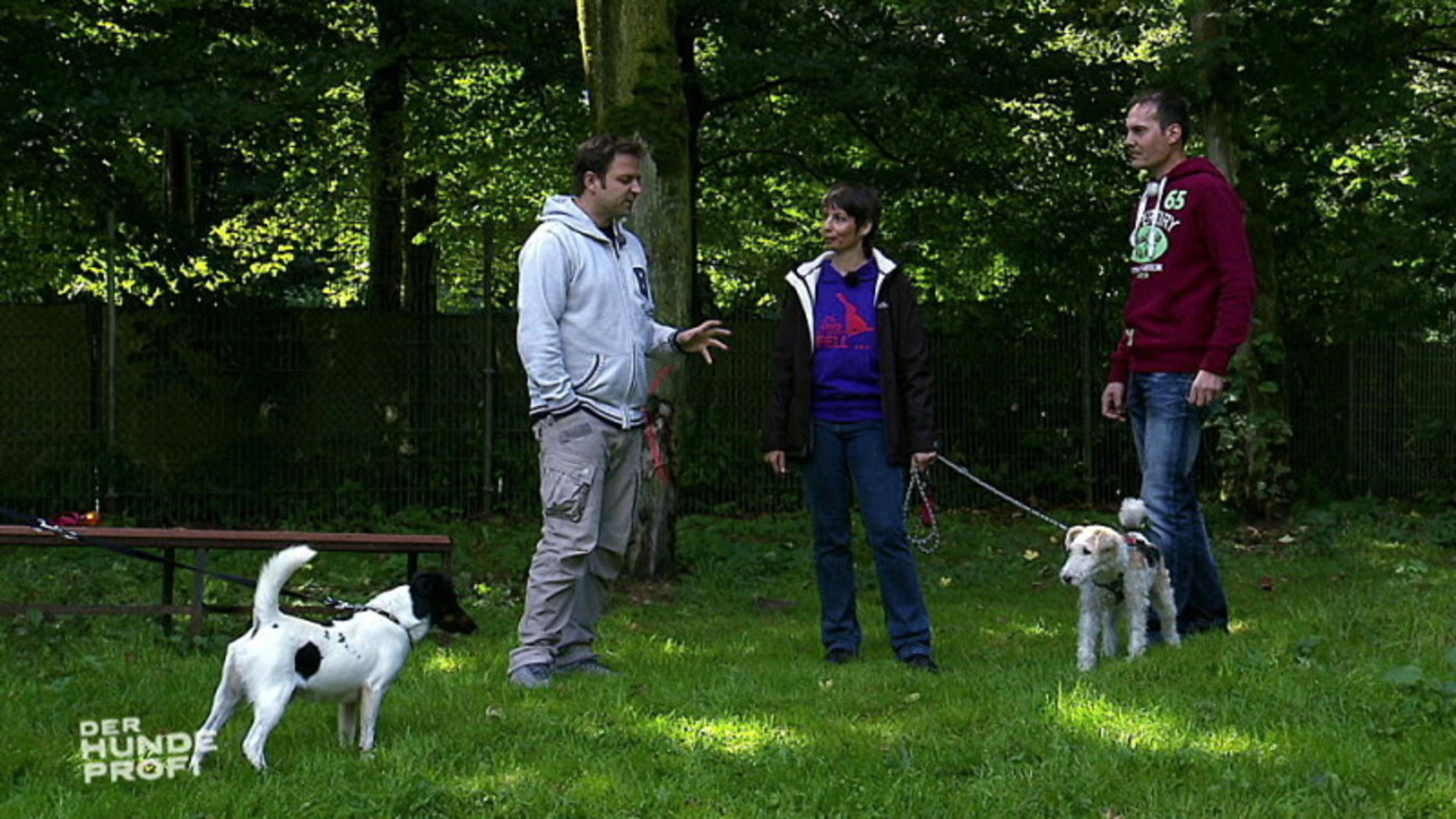 Der Hundeprofi als Terrier-Verkuppler Hundeprofi Martin Rütter und Terrier Leo