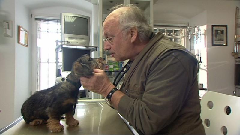 Glas verschluckt! Waldi ist unersättlich hundkatzemaus Dr Wolf untersucht Dackel Waldi