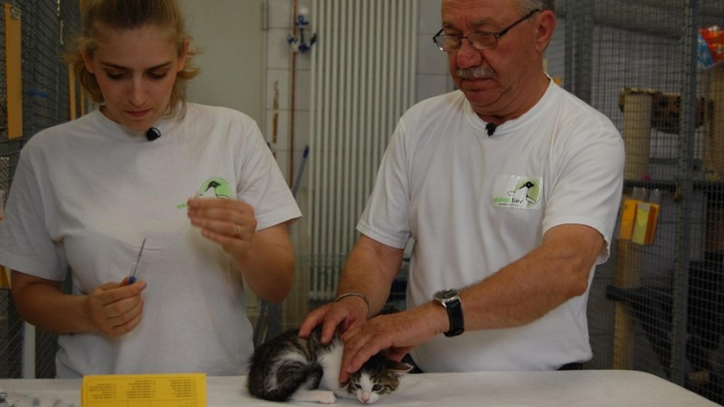 Projekt Kitty: Sofa statt Straße - Ein Herz für Streunerkatzen hundkatzemaus Projekt Kitty Ein Herz für Streunerkatzen
