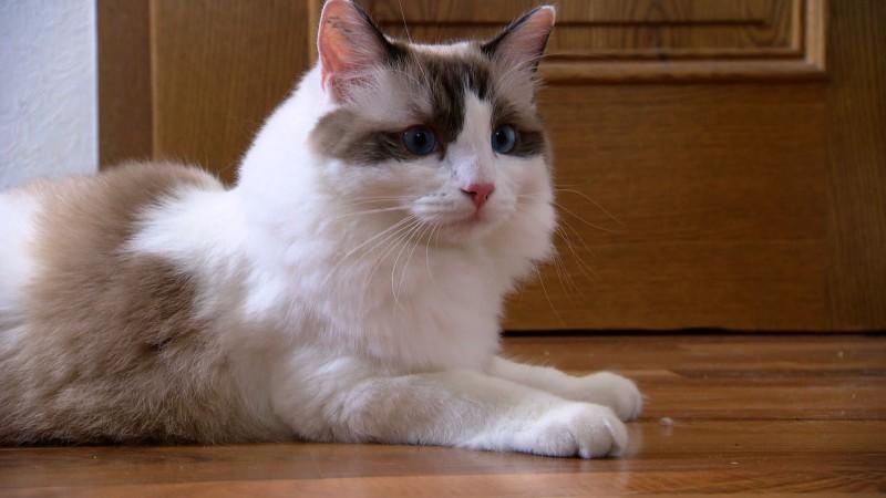 Katzenexpertin Birga Dexel: Missglückte Katzenzusammenführung hundkatzemaus Birga Dexel