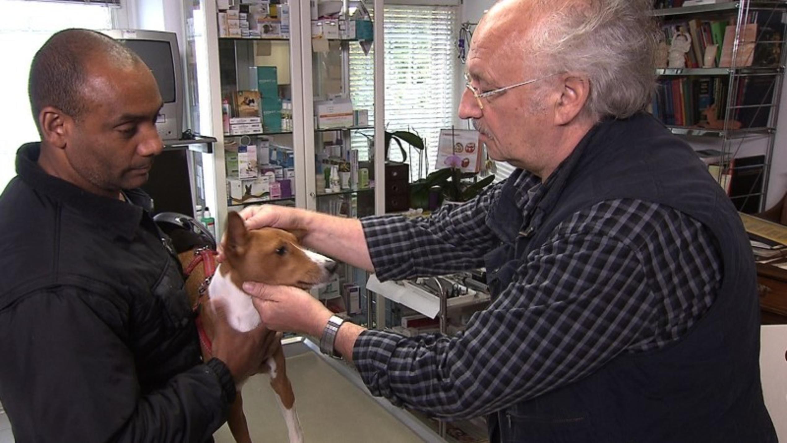 Fieber bei Hunden richtig erkennen hundkatzemaus Dr. Wolf