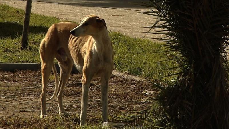 Miniserie: Operation Galgo – Rettung für Spaniens Windhunde hundkatzemaus Rettung Windhunde