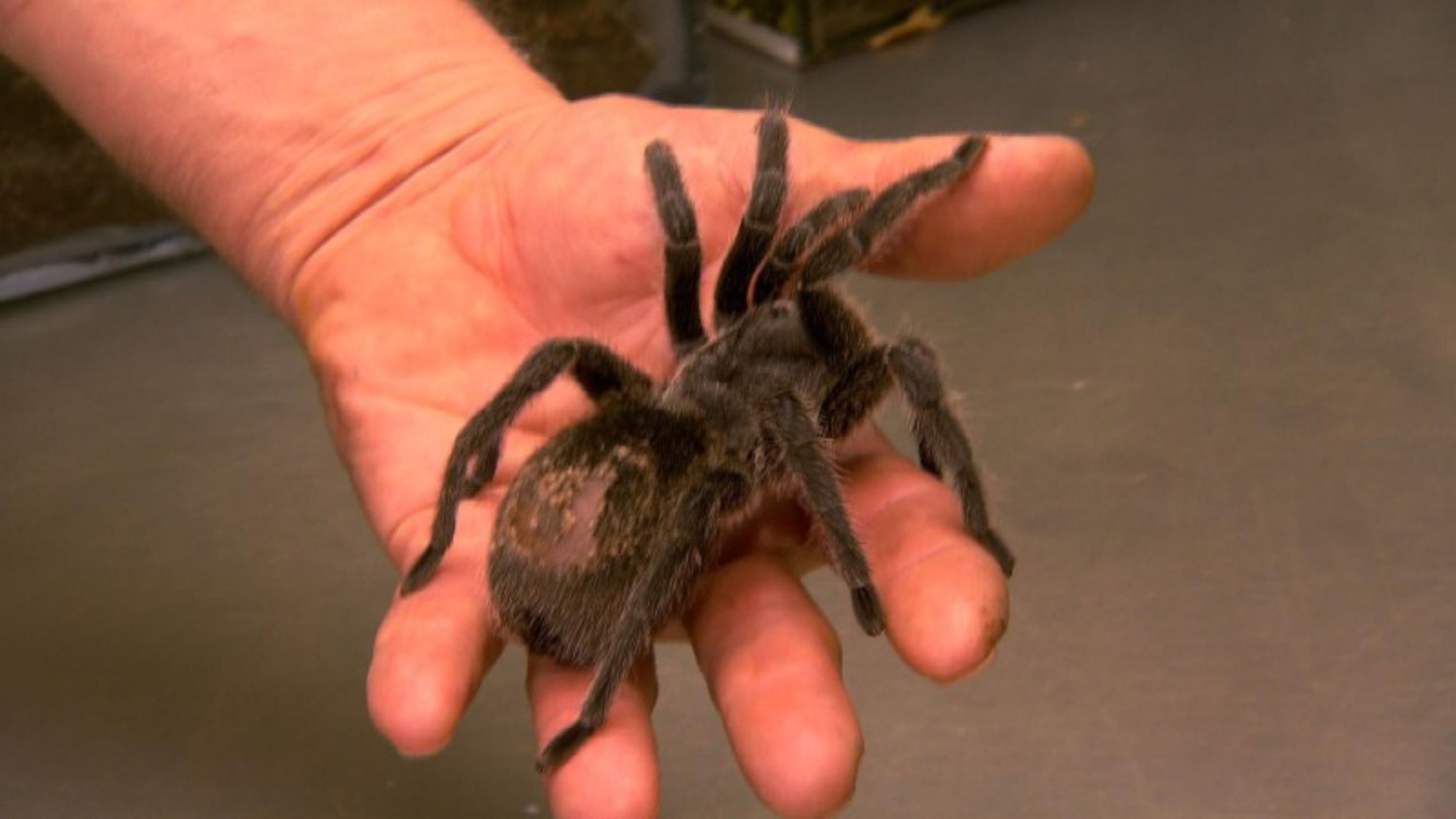 Dr. Wolf rückt Vogelspinne auf den Pelz hundkatzemaus Vogelspinne