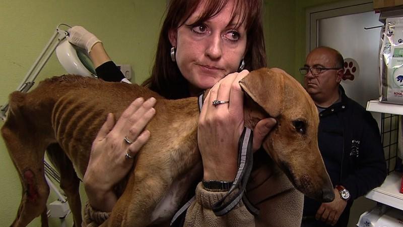 Miniserie: Operation Galgo – Rettung für Spaniens Windhunde hundkatzemaus Operation Galgo