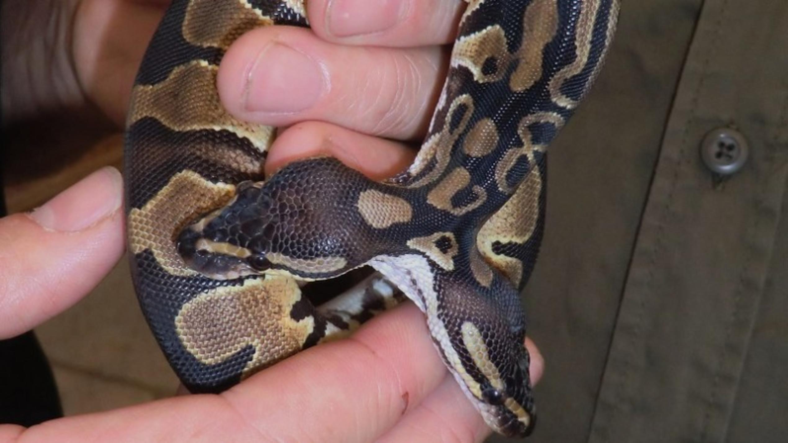 Vorschau hundkatzemaus Dr. Wolf Python