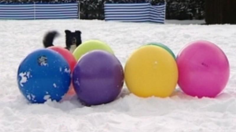 Schneespaß mit Treibball hundkatzemaus Treibball