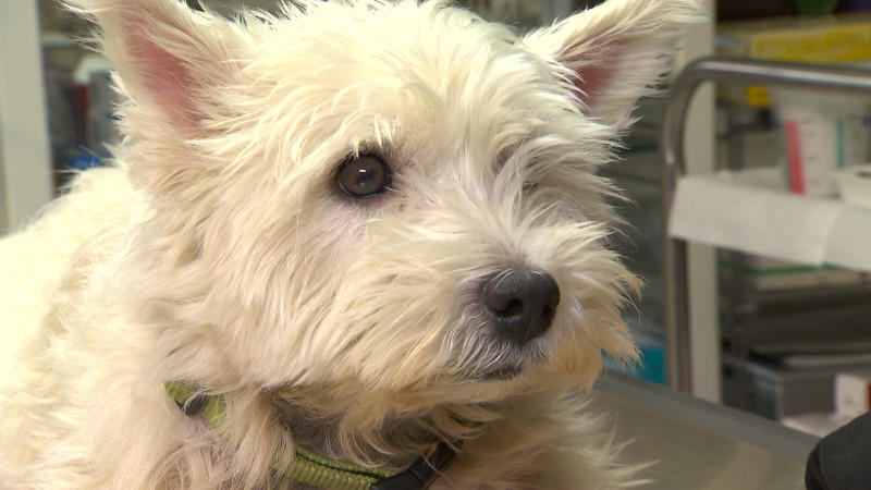 Dr. Wolfs Tiermedizin-Lexikon hundkatzemaus Dr Wolf Tiermedizin Lexikon