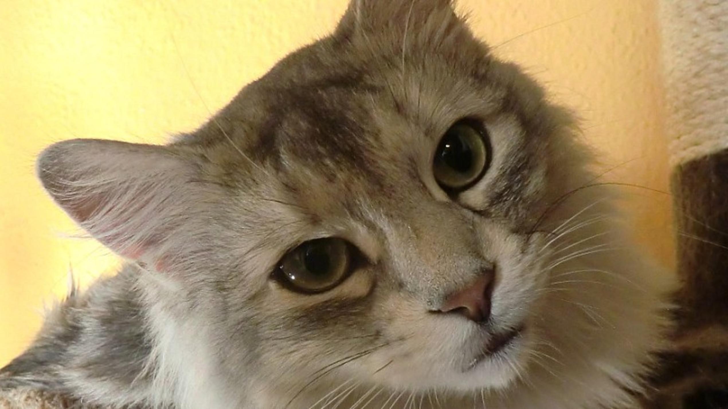 Vorschau hundkatzemaus Frank Weber Somalikater Tamino