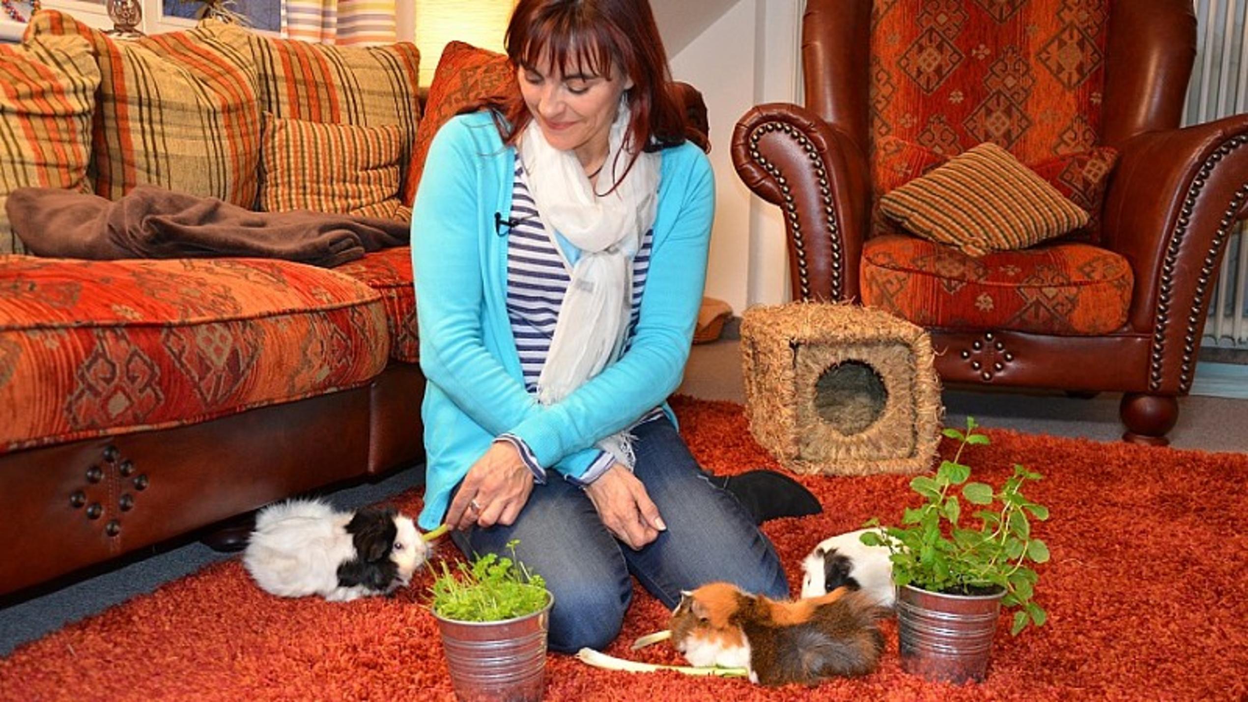 Zimmer frei! für Meerschweinchen hundkatzemaus Diana Eichhorn Meerschweinchen