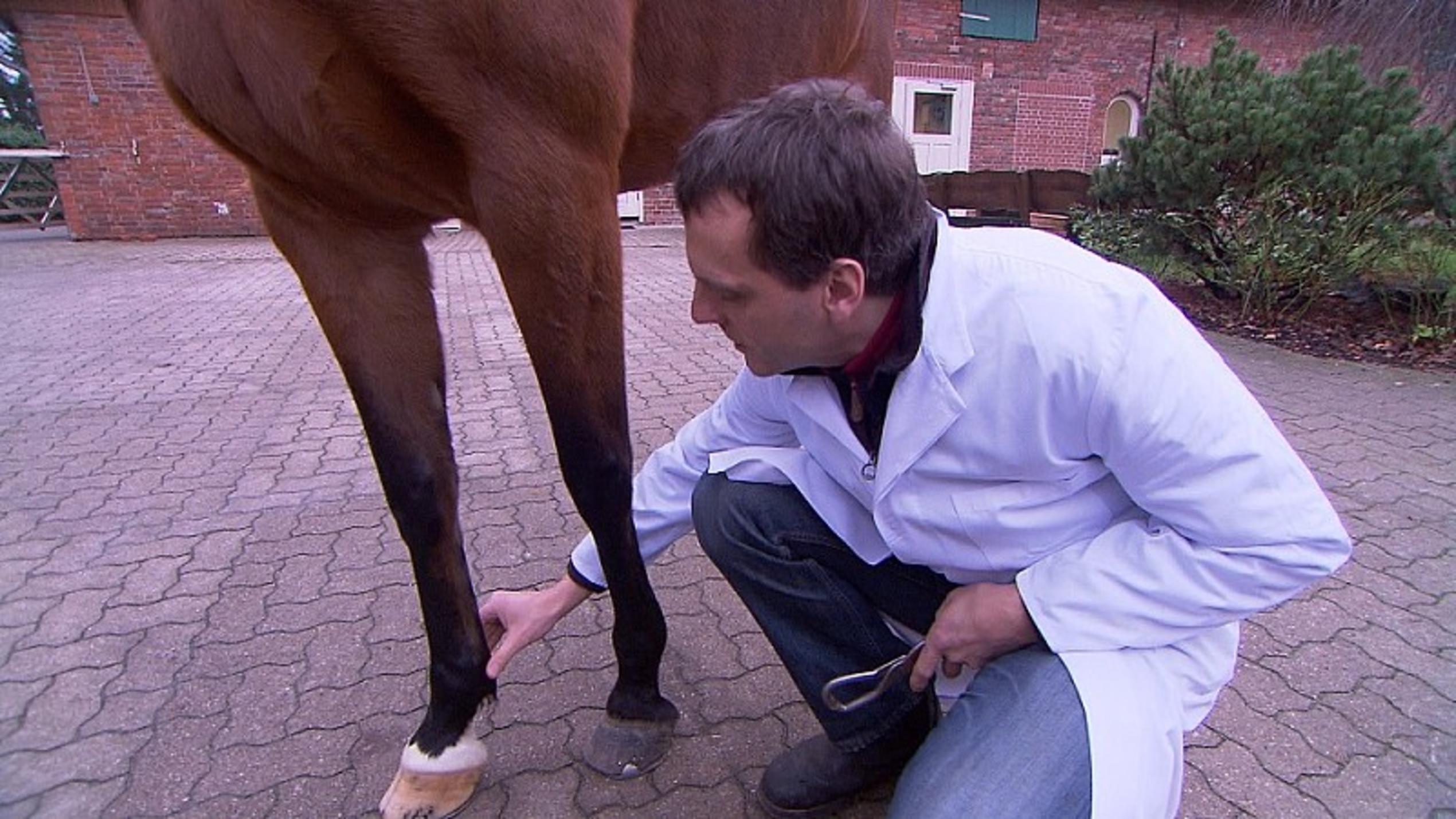 Zweite Folge der hundkatzemaus- Miniserie: Die Tierklinik - Ein Platz für kranke Tiere hundkatzmaus Die Tierklinik