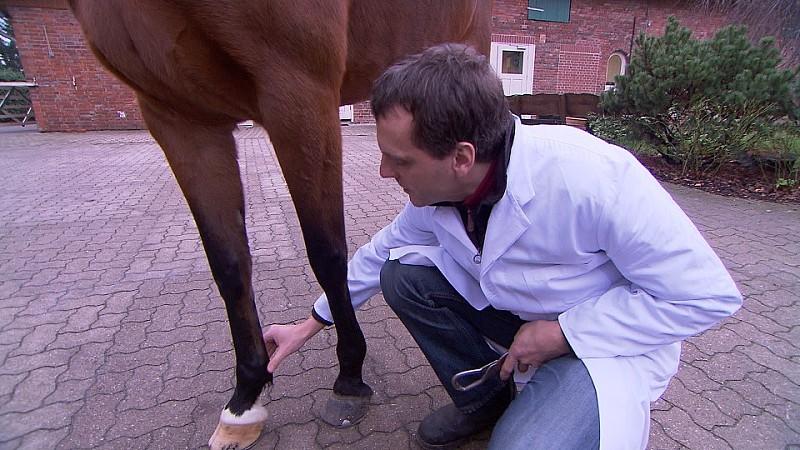 Zweite Folge der hundkatzemaus- Miniserie: Die Tierklinik - Ein Platz für kranke Tiere hundkatzmaus Die Tierklinik