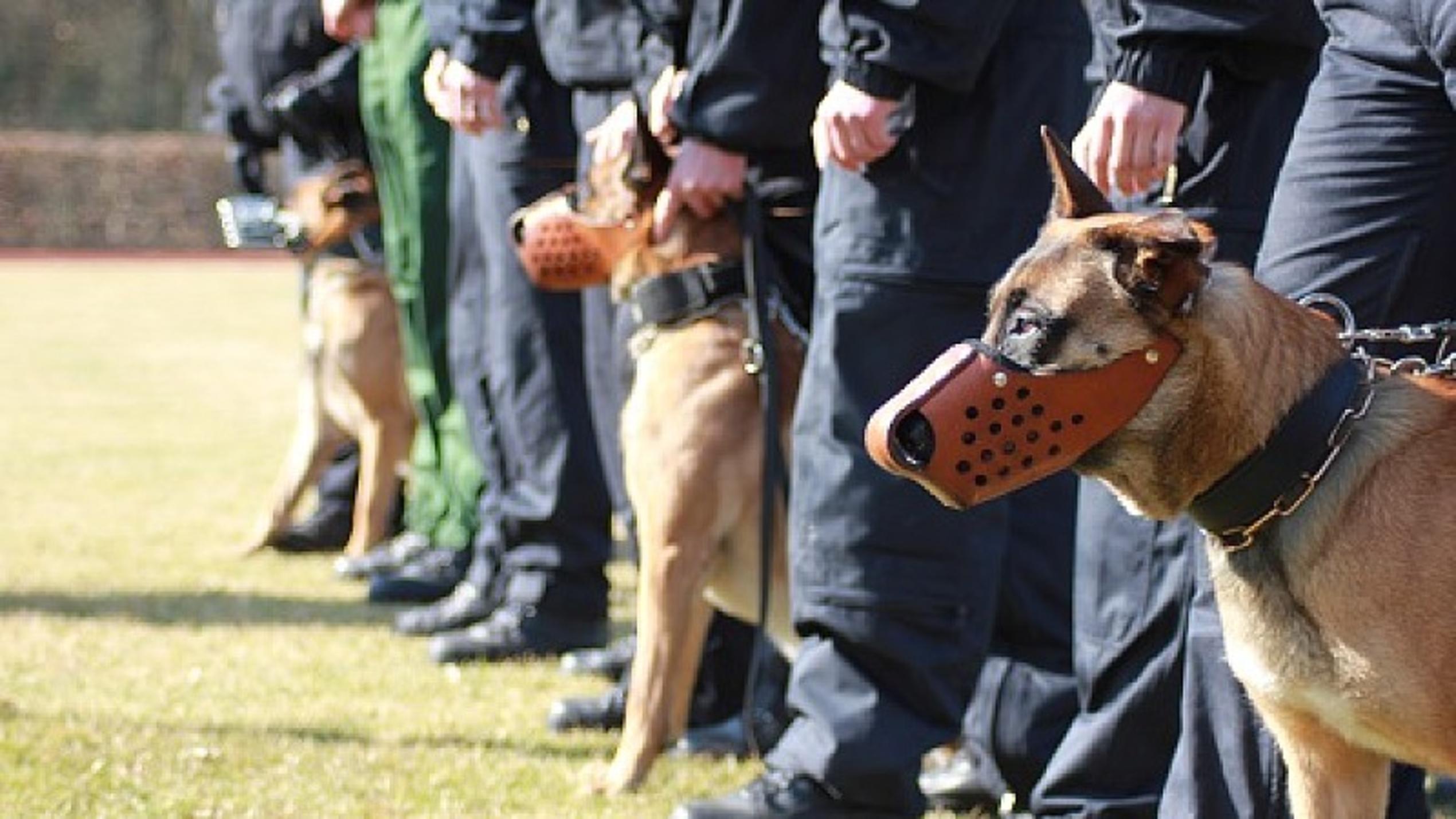 Vorschau hundkatzemaus Polizeihüter