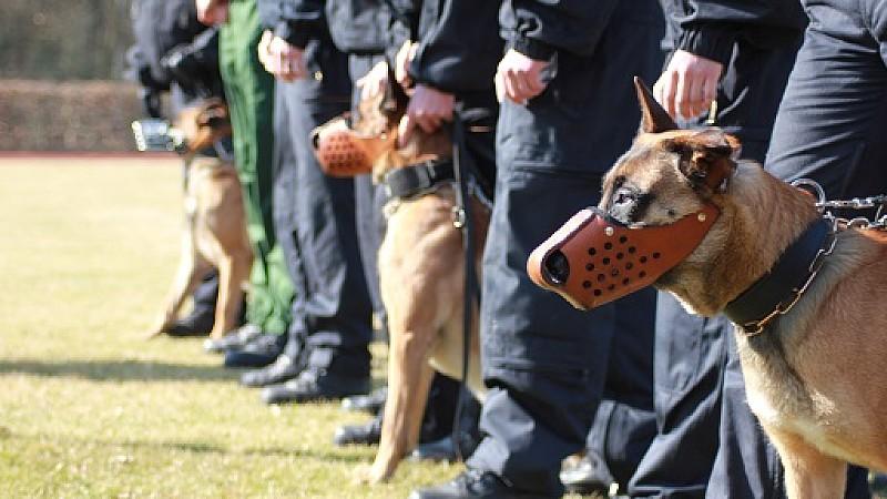 Vorschau hundkatzemaus Polizeihüter