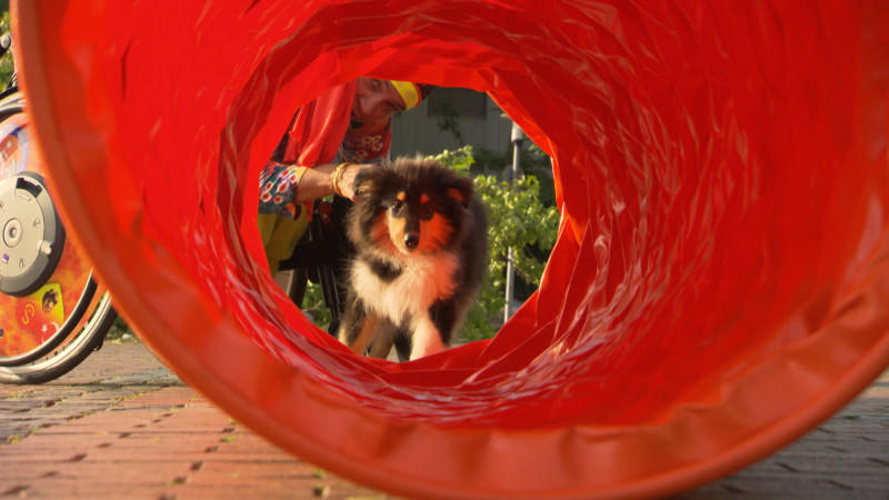 Mini-Serie "Rollidogs - Freunde fürs Leben" - Folge 4 hundkatzemaus Mini-Serie