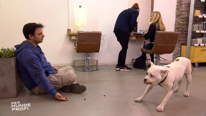 Der Hundeprofi: Bulldogge Fine verbreitet Angst und Schrecken Hundeprofi Martin Rütter und Bulldogge Fine