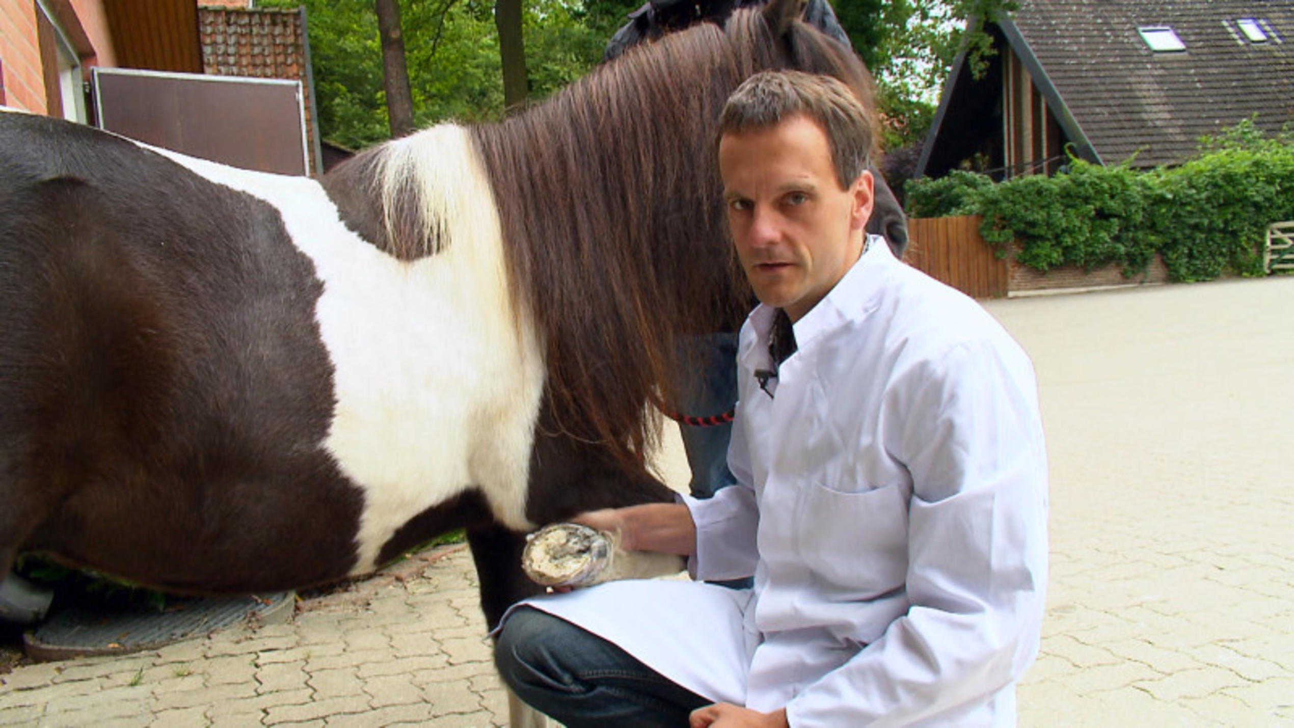 Tierklinik Isernhagen: Ein Pony leidet unter Hufrehe Tierklinik Isernhagen