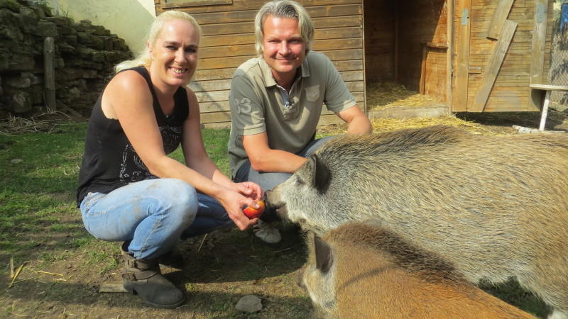 Vermittlung von zahmen Wildschweinen hundkatzemaus: Wildschwein-Vermittlung