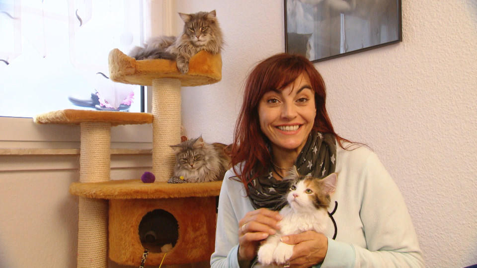 Katze zieht ein: Was es bei der Eingewöhnung zu beachten gilt Katzeneinzug