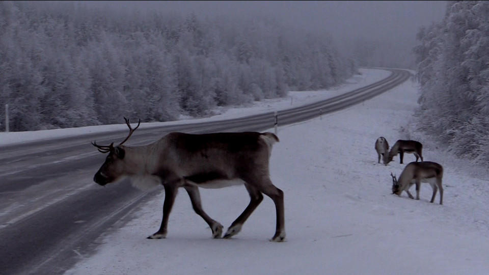 Bemalte Rentiere Bemalte Rentiere in Finnland.