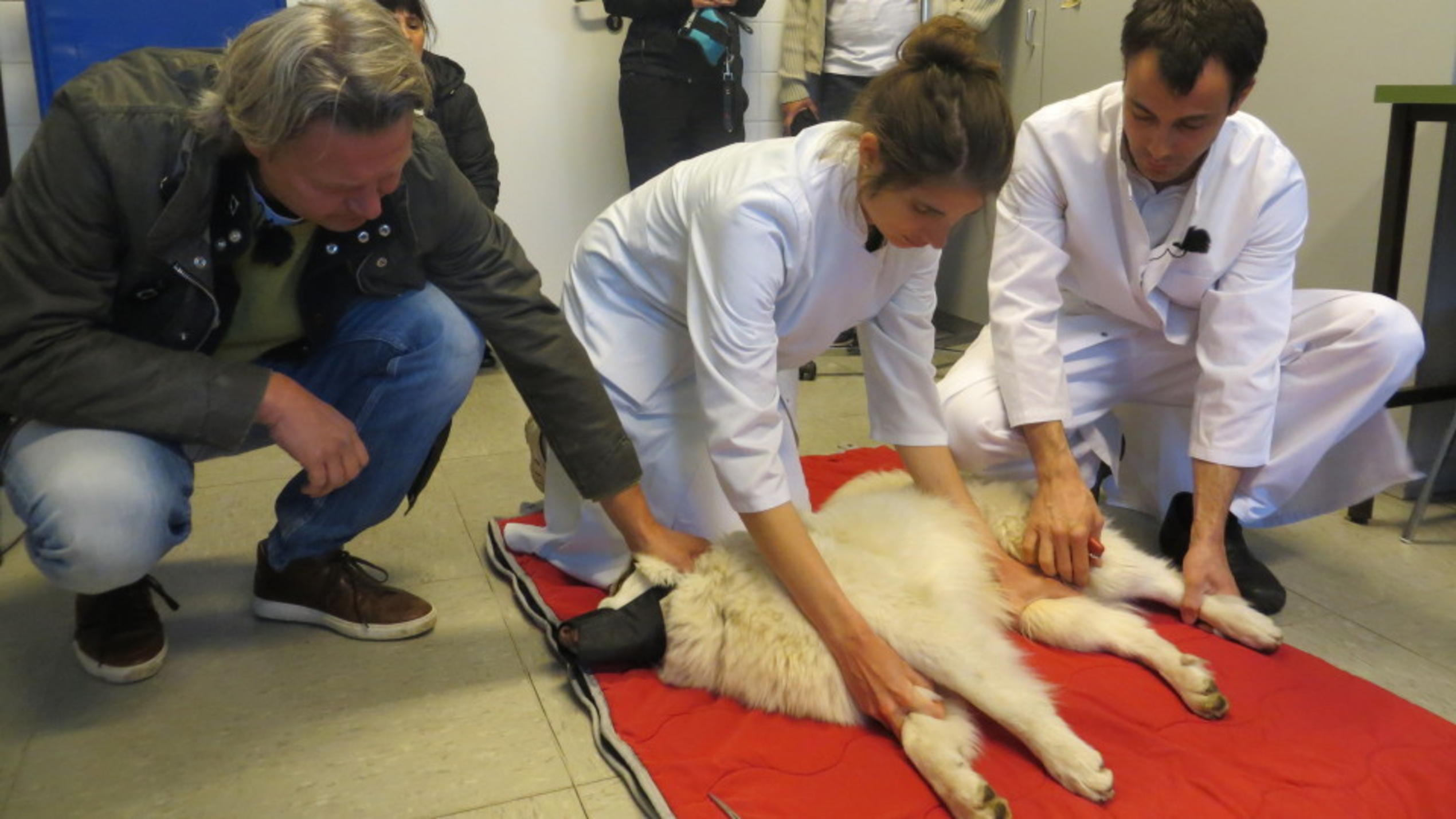 hundkatzemaus: Drama um Ex-Straßenhund Tabsy hundkatzemaus: Frank Weber kümmert sich um Ex-Straßenhund Tabsy