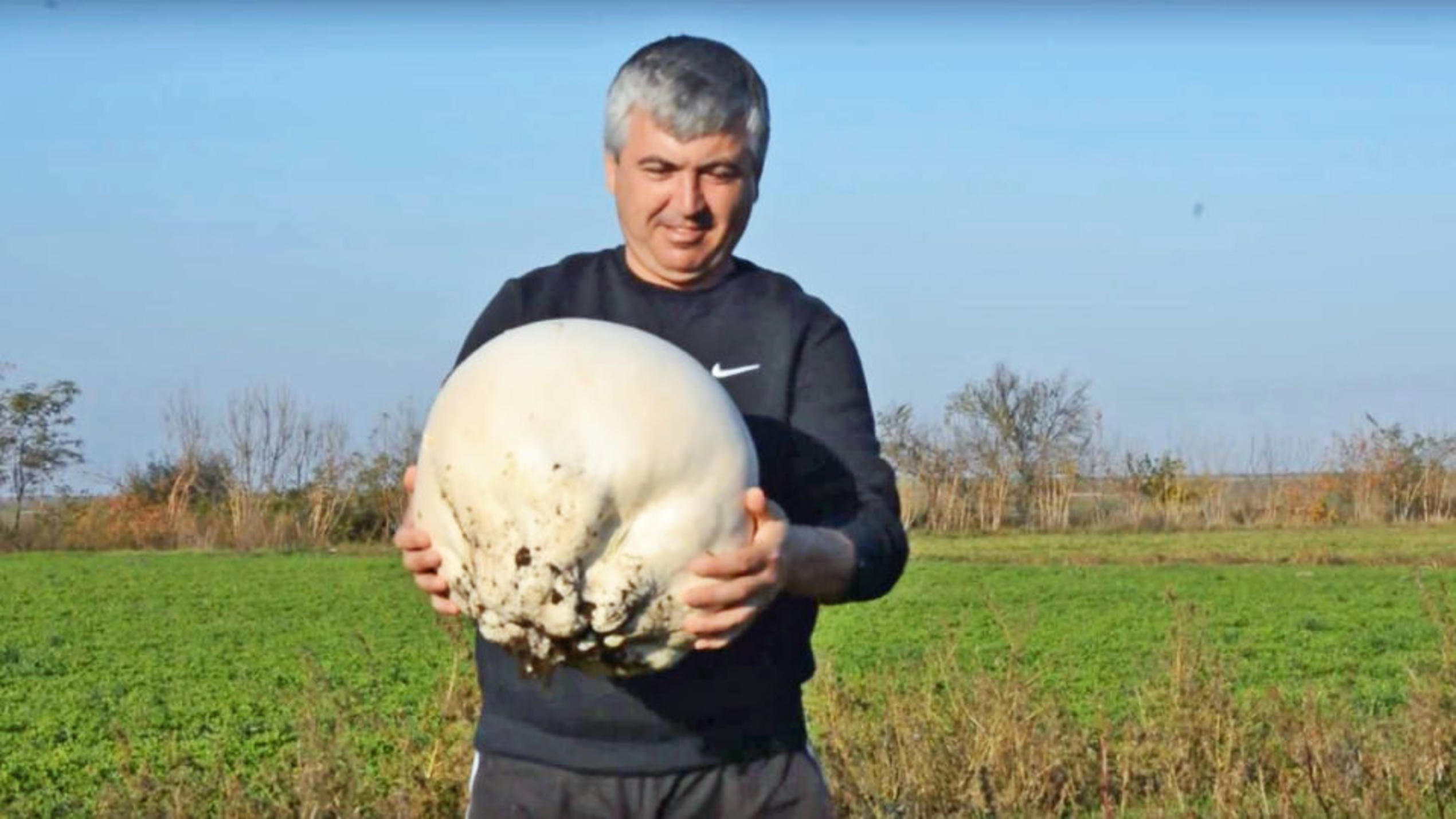 Riesenbovist: Der Mega-Pilz, der wie Schnitzel schmeckt