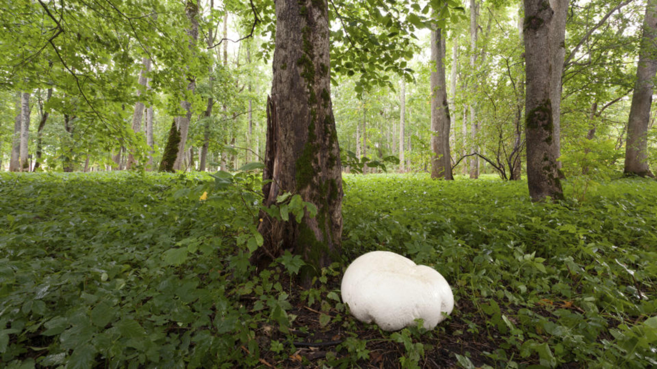 Riesenbovist: Der Mega-Pilz, der wie Schnitzel schmeckt