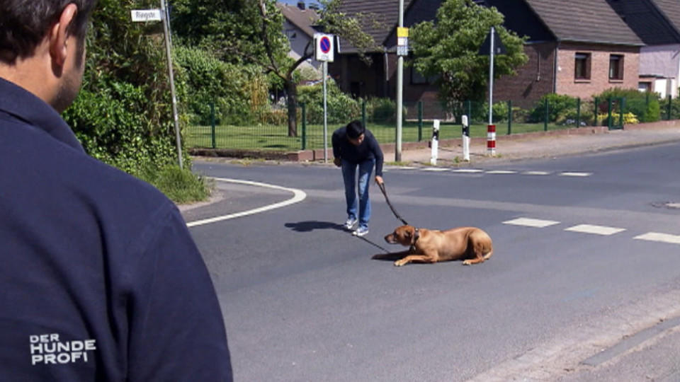 Der Hundeprofi: Simba will nicht mit Frauchen spazieren gehen Der Hundeprofi: Simba will nicht mit Frauchen spazieren gehen
