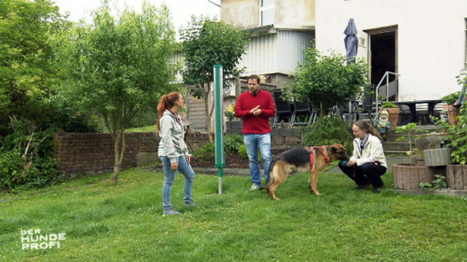 Der Hundeprofi: Schäferhund Feedback dreht sich ständig im Kreis Der Hundeprofi: Martin Rütter möchte Schäferhund Feedback helfen.