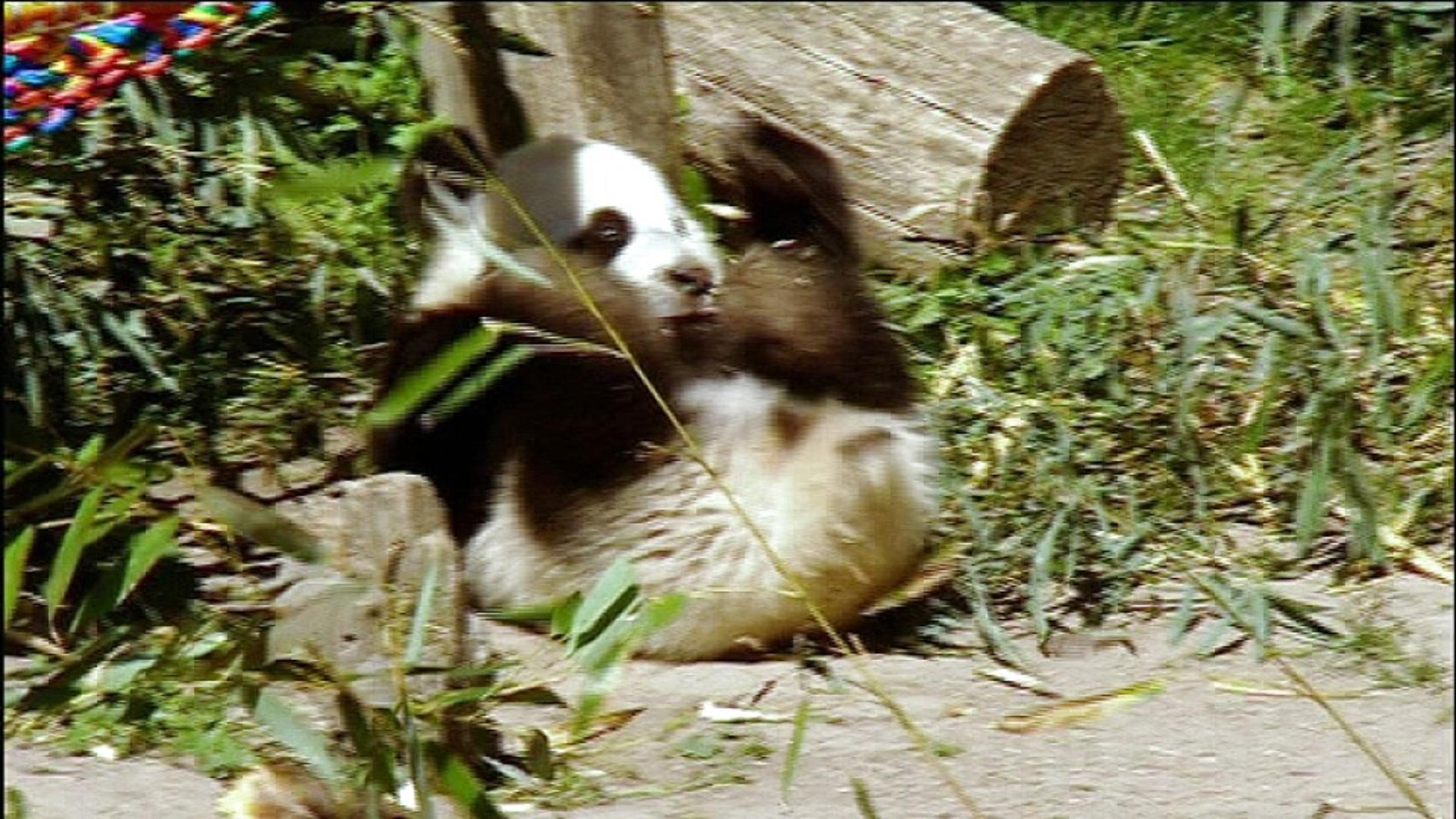 Panda-Baby Fu Hu erblickt das Licht der Welt Menschen, Tiere & Doktoren