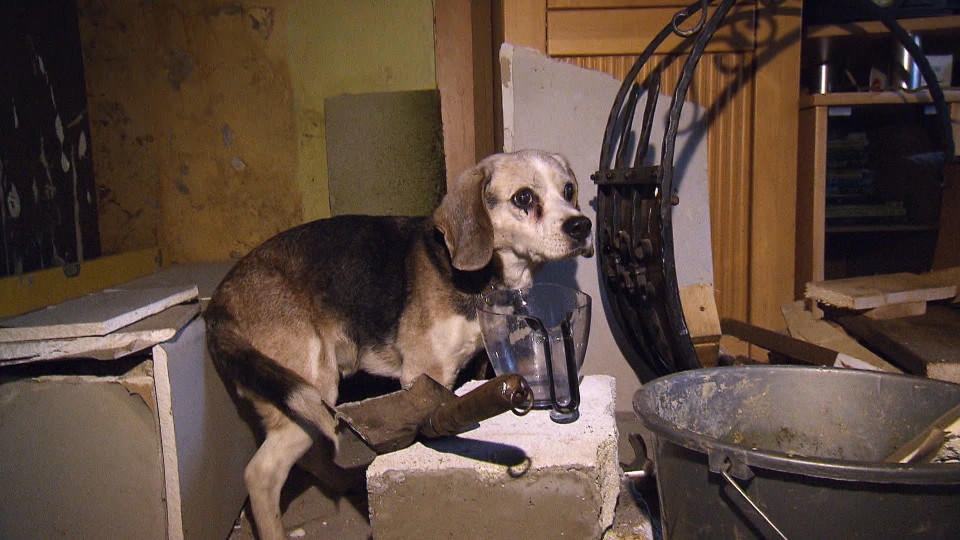 hundkatzemaus: Judith Pein deckt verheerende Zustände bei einer Hundehalterin auf hundkatzemaus: Schockierende Zustände bei einer ehemaligen Beaglezüchterin