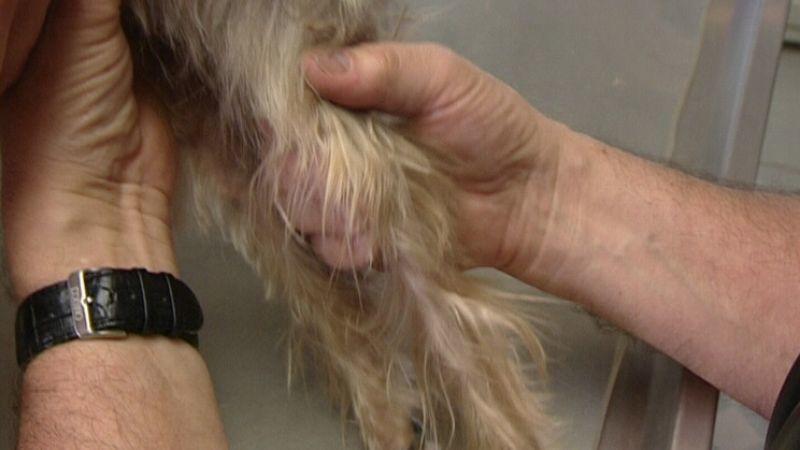 Lähmung beim Hund Lähmung beim Hund
