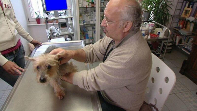 Lähmung beim Hund Lähmung beim Hund
