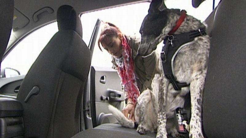 Anschnallsysteme für Hunde Anschnallsysteme für Hunde