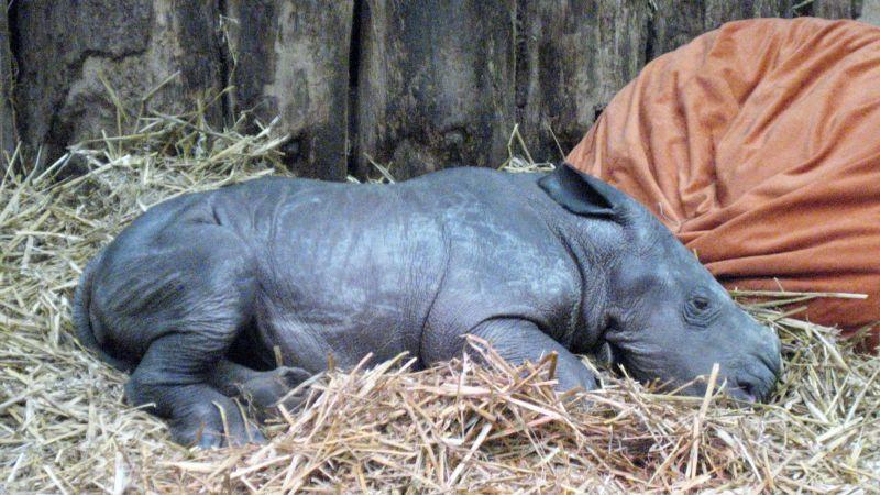 Nashorn-Baby als Bettnachbar Nashorn-Baby als Bettnachbar