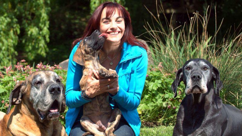 Deutsche Doggen Deutsche Doggen