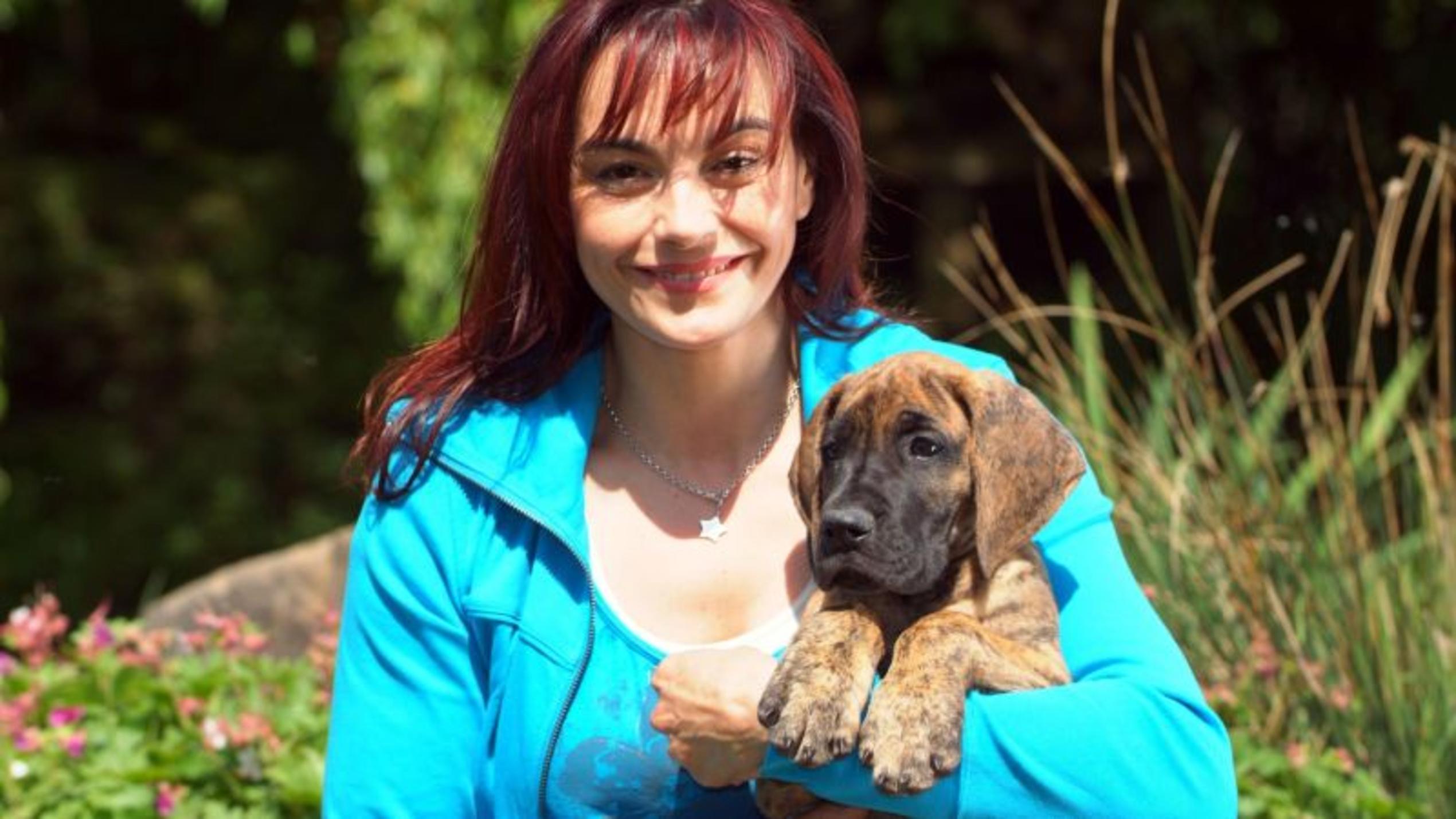 Deutsche Doggen Deutsche Doggen