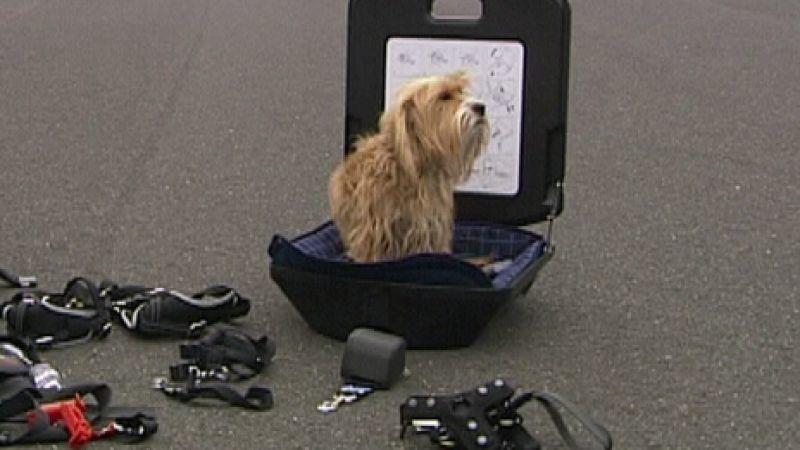 Urlaub: Mit welchem Transportmittel reist Ihr Hund? Urlaub mit Hund