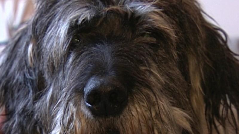 Was macht Bello gerne im Urlaub? Hunde im Urlaub