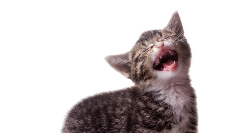 Katzen lieben es, zu spielen und ihre Kräfte zu messen. Spielen mit Katzen