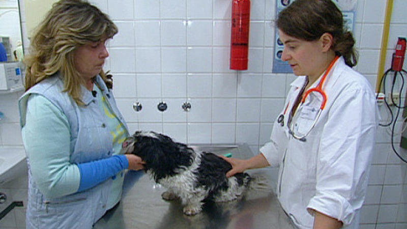 Tierklinik Berlin Tierklinik Berlin