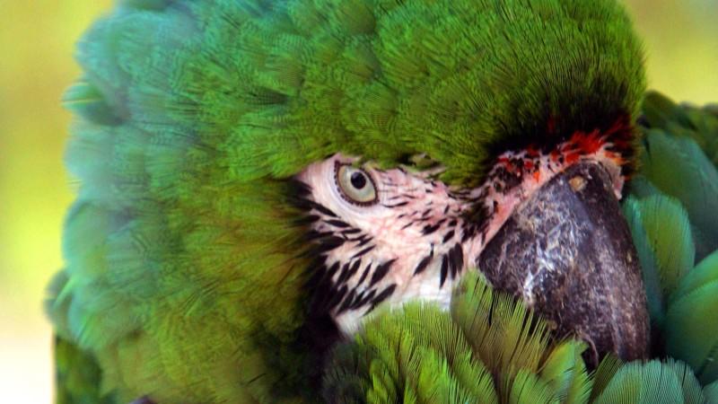 Vögel sterben in Moskau Russland in Brand: Vögel sterben